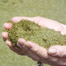 Olivine – one of simplest rock-forming minerals