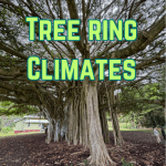 Tree ring climates