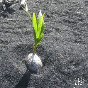 My story - Coconut Sprout