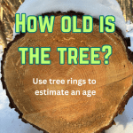 How old was the tree?