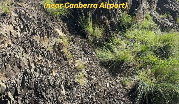 Fossils of Woolshed Creek – Friday 11 September 11.00am